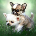 Puppies Wallpapers – Cute Dog Backgrounds icon
