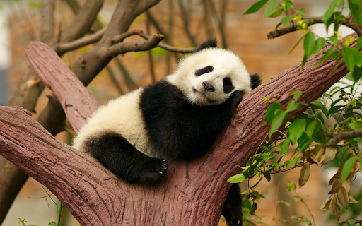 Cute Animals Wallpaper screenshot