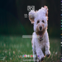 Dogs MeaVana icon