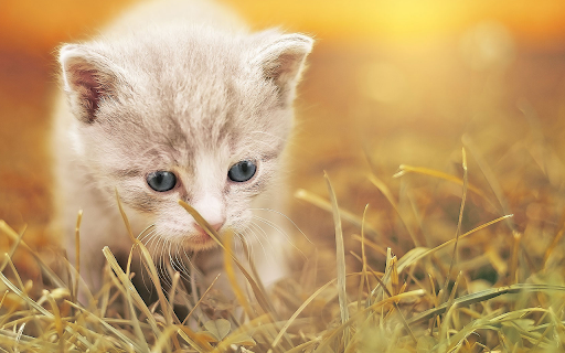 Cute Animals Wallpaper screenshot