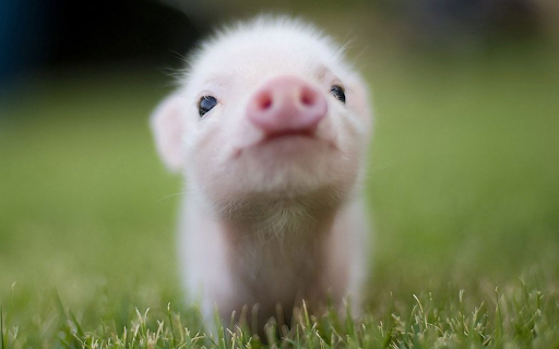 Cute Animals Wallpaper screenshot