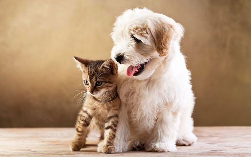 Cute Animals Wallpaper screenshot