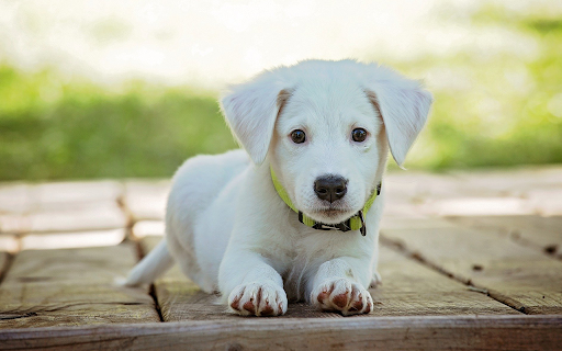 Cute Animals Wallpaper screenshot
