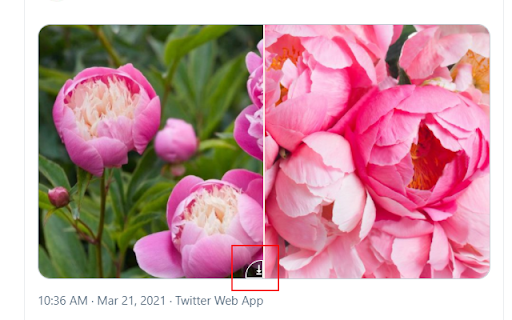Twitter Gif & Video Downloader screenshot