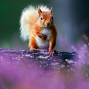 Cute Squirrels Wallpapers – Adorable Animal Backgrounds icon