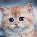 Cat & Kittens Wallpaper - Cute New Tab icon
